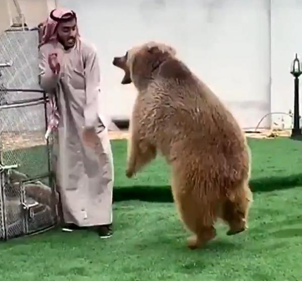 فيديو وصل إلى التريند.. مواجهة بين دب وشاب سعودي .. شاهد ماذا حصل!