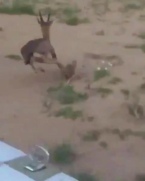 فيديو بعد أيام من تدشين الأمير محمد بن سلمان محمية شرعان بالعلا.. شاهد سعودي يطارد أنثى غزال ويحاول دهسها
