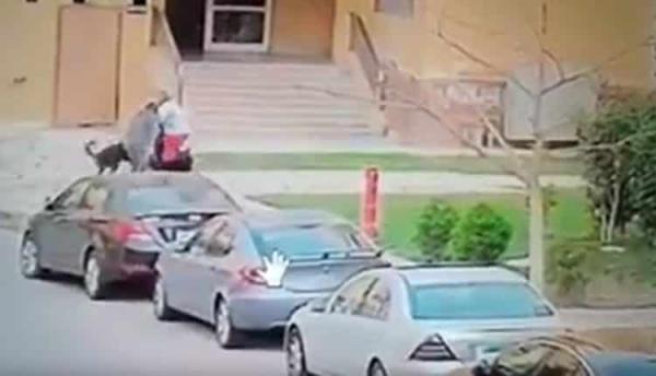 كلبان يفترسان طفلاً مصرياً بوحشية.. وكاميرا المراقبة توثق الحادثة (شاهد)