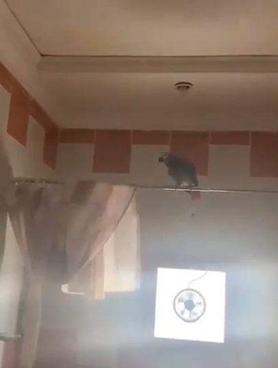 فيديو في حادث غريب من نوعه..  تحرير طائر بغبغاء من نوع كاسكو قفل الباب على نفسه ! بالكويت