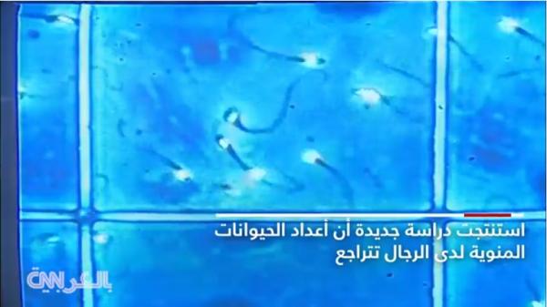 تحذير من وجبات تخفض عدد الحيوانات المنوية وتؤثر على وظيفة الخصية