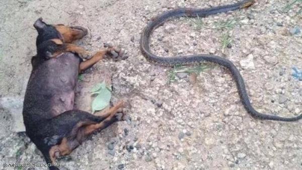 ملحمة بطولية لكلبين أنقذا طفلة من أفعى كوبرا سامة جدا
