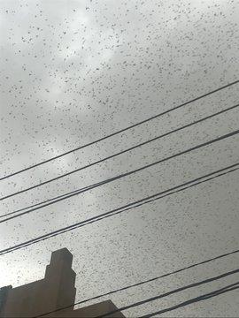 شاهد بالصور.. أسراب الجراد تغزو صنعاء اليوم بكشل كثيف