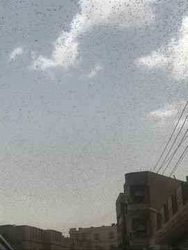 شاهد بالصور.. أسراب الجراد تغزو صنعاء اليوم بكشل كثيف