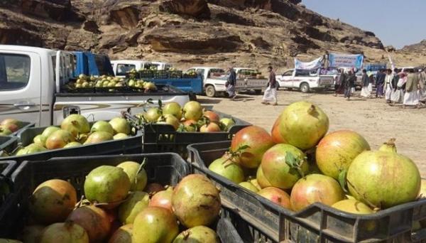 بشرى سارة من السعودية للمزارعين والتجار اليمنيين بشأن «الرمَّان»