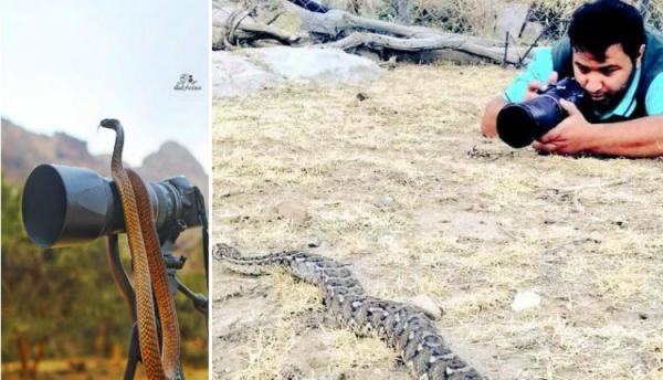 مصور سعودي يتعرض لهجوم مباغت من كوبرا.. وحيلة سريعة أفلتته منها