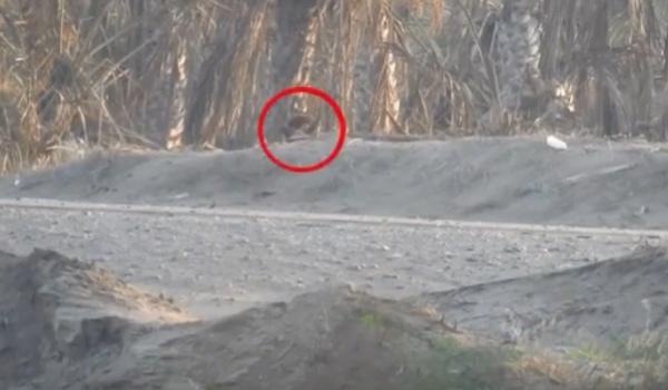 بدقيقتين.. فيديو يكشف بداية المعركة من أولها إلى آخرها في الفازة بالحديدة .. شاهد كيف انتهت 
