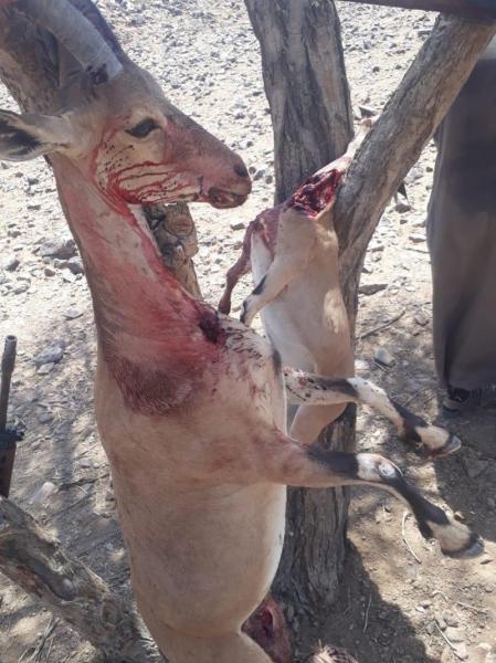 السعودية: جريمة بيئية بحق أنثى وعل وصغيرها سلالتها نادرة.. قُتلت وعُلقت