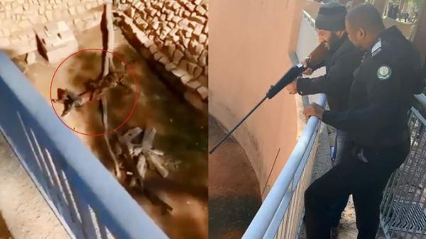 نمر يفترس شخص داخل حديقة الحيوان بالرياض (صورة)