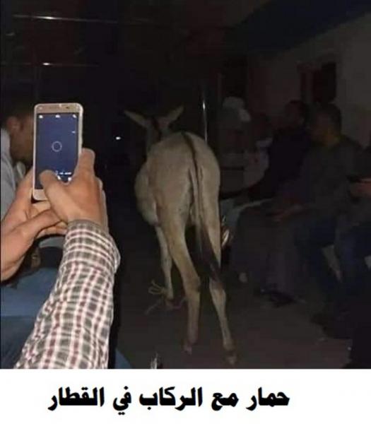 تعرف على الحمار الذي أذهل المصريين فالتقطوا العديد من الصور له