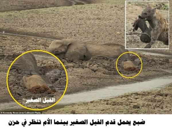 "أكلوه حيًّا أمام أمه".. شاهد مأساة وقعت في حديقة زيمبابوي