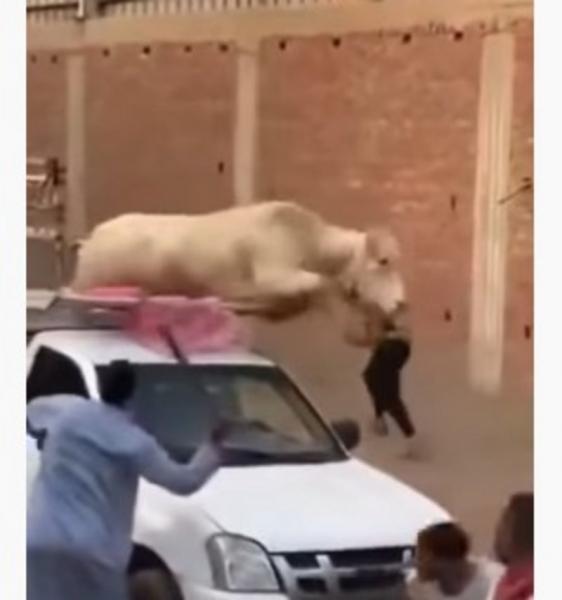 عجل خارق يرفض الذبح ويحطم سيارة نقل.. شاهد الفيديو
