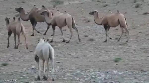 رصد «جمل» هو الأول من نوعه في الصين (فيديو)