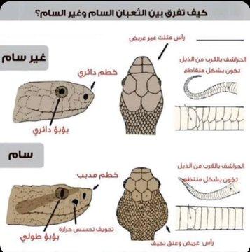 كيف تفرق بين الثعبان السام وغير السام؟