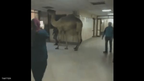 أول تعليق رسمي مصري بعد فيديو اقتحام جمل لمستشفى