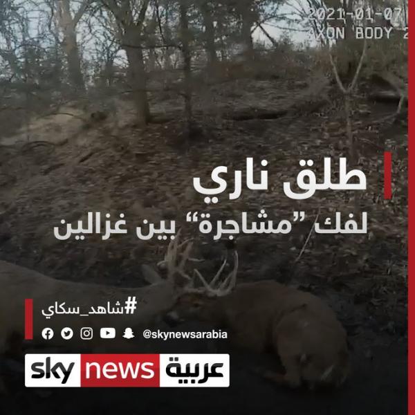 طلق ناري لفك "مشاجرة" بين غزالين