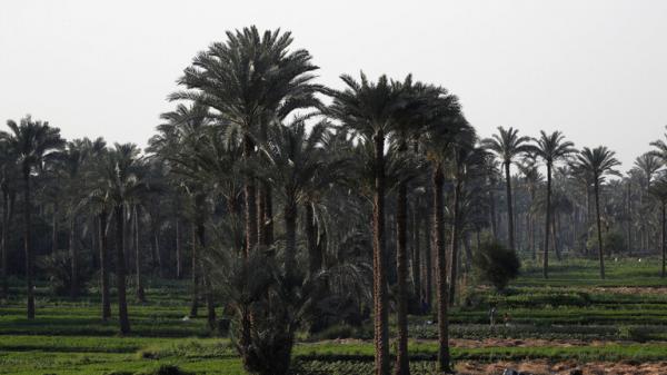  توقيف صاحب واقعة السفر بالحمار في مصر من الجيزة حتى أسوان .. والسبب؟