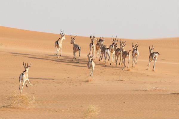 بعد انقطاع دام 60 عاماً ..  محمية الملك عبدالعزيز الملكية تشهد إطلاق عدد من المها العربي وظبي الريم (صور)