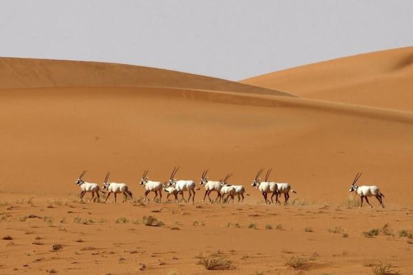 بعد انقطاع دام 60 عاماً ..  محمية الملك عبدالعزيز الملكية تشهد إطلاق عدد من المها العربي وظبي الريم (صور)