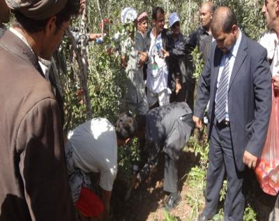شباب اليمن يحاربون القات بأشجار البن