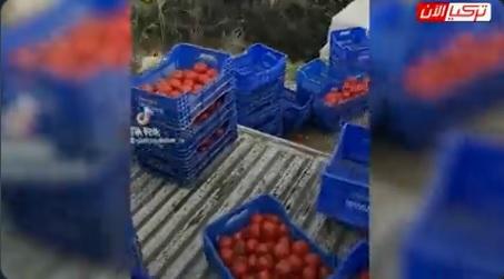 مزارع تركي يتخلص من محصول الطماطم رفضاً لبيعه بسعر رخيص بسبب انهيار الليرة