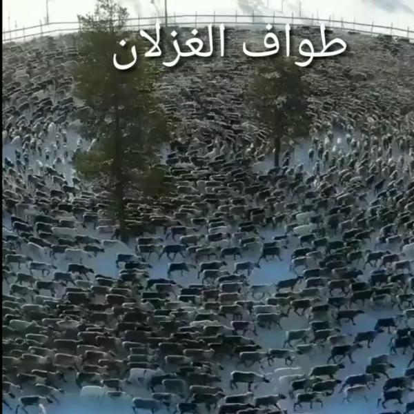 طواف الأغنام والغزلان يزداد بسرعة (فيديو)
