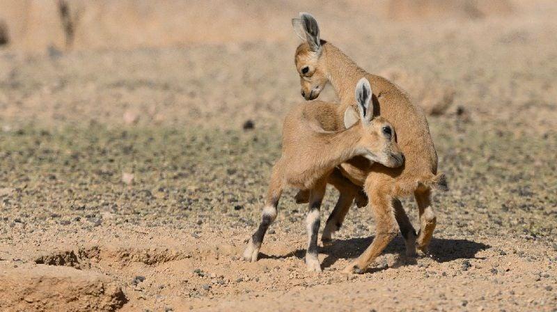 السعودية: مركز الحياة الفطرية يتحدث عن أجيال جديدة من الضباء والوعول