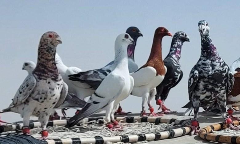 سقوط أربعة قتلى في معركة بدولة اوروبية بسبب الحمام
