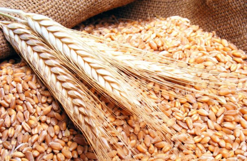  ارتفاع أسعار القمح في الأسواق العالمية 