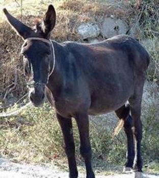 يمني يفقد جزء من بصره حزنا على حماره 