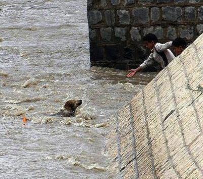 أطفال يمنييون ينقذون كلباً من الغرق في السائلة (صورة)