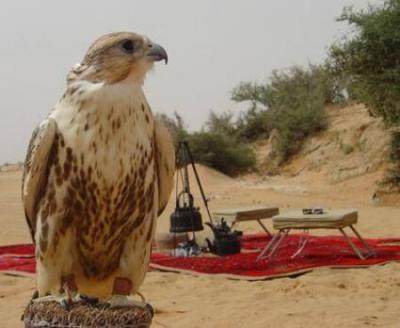 صقر الامارات يعود من شبوه الى مسقط راسه بالإمارات، وسيارة جائزة من وجده