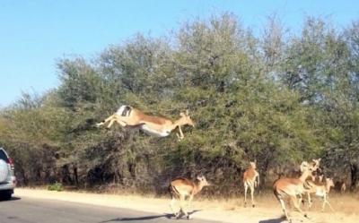 صوروفيديو:غزال يقفز داخل سيارة هرباً من فهدين!!