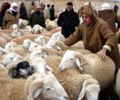 أسواق الاضاحي في اليمن تعيش فوضى الأسعار وسط غياب الرقابة