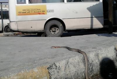 أفعى ضخم يرافق ركاب باص طوال رحلتهم..!! ولا في الخيال.. بالصور 