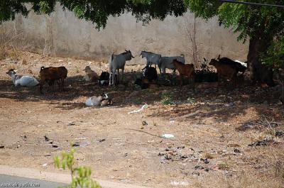 السجن 10 سنوات لكيني اغتصب معزة