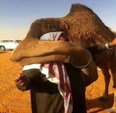 بالصورة . "ناقة" تعانق صاحبها عناق إشتياق بعد رؤيتة بعدما بآعها لآخر