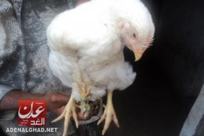 دجاجة في أبين تجذب عشرات الزائرين يوميا " صورة "