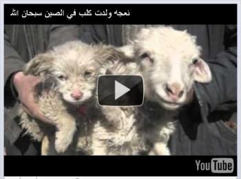 فيديو : نعجة تلد كلباً