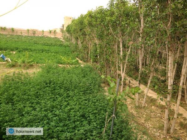 وداعاً للمشتقات النفطية، إنشاء اول محطة شمسية باليمن لاستخراج الماء لري المزارع بدماج (صور)