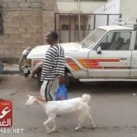 (معزة وصاحبها) يثيران فضول الأهالي في عدن (مصور)