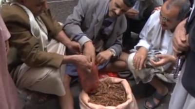 الجراد.. طعام موسمي على مائدة اليمنيين  (فيديو)