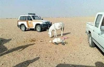  حمار يقتل سعوديا ركلاً بعد أن حاول الاعتداء عليه جنسياً! صورة 
