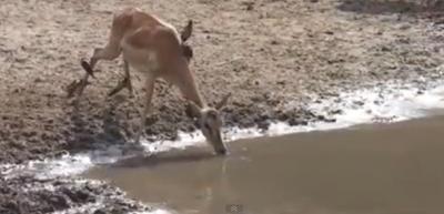 بالفيديو .. غزال يفلت من فكيّ تمساح ضخم