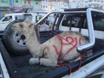المكلا تشهد مسيرات منددة بمجازر النظام وإساءاته المتكررة لقطر والجزيرة