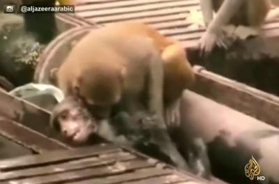 سبحان الله .. قرد ينقذ قرد آخر صعقته الكهرباء .. شاهدوا ماذا فعل؟؟ (فيديو)