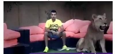 شاب سعودي يضع رقبته في فم الأسد .. ويتعايش مع اكثر من عشر فصائل مفترسة (فيديو)