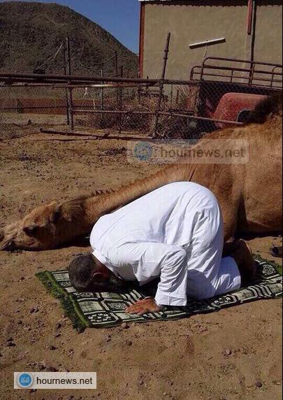 بالصور: جمل يؤدي الصلاة مع صاحبة يُذهل الملايين