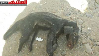 بعد أكله حمار .. معركة حامية بين حيوان غرير المفترس تنتهي بنهش الشاب ومقتل الحيوان الغريب (صورة )