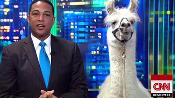 مراسل قناة CNN يجري مقابلة مع حيوان اللاما بالبث الحي